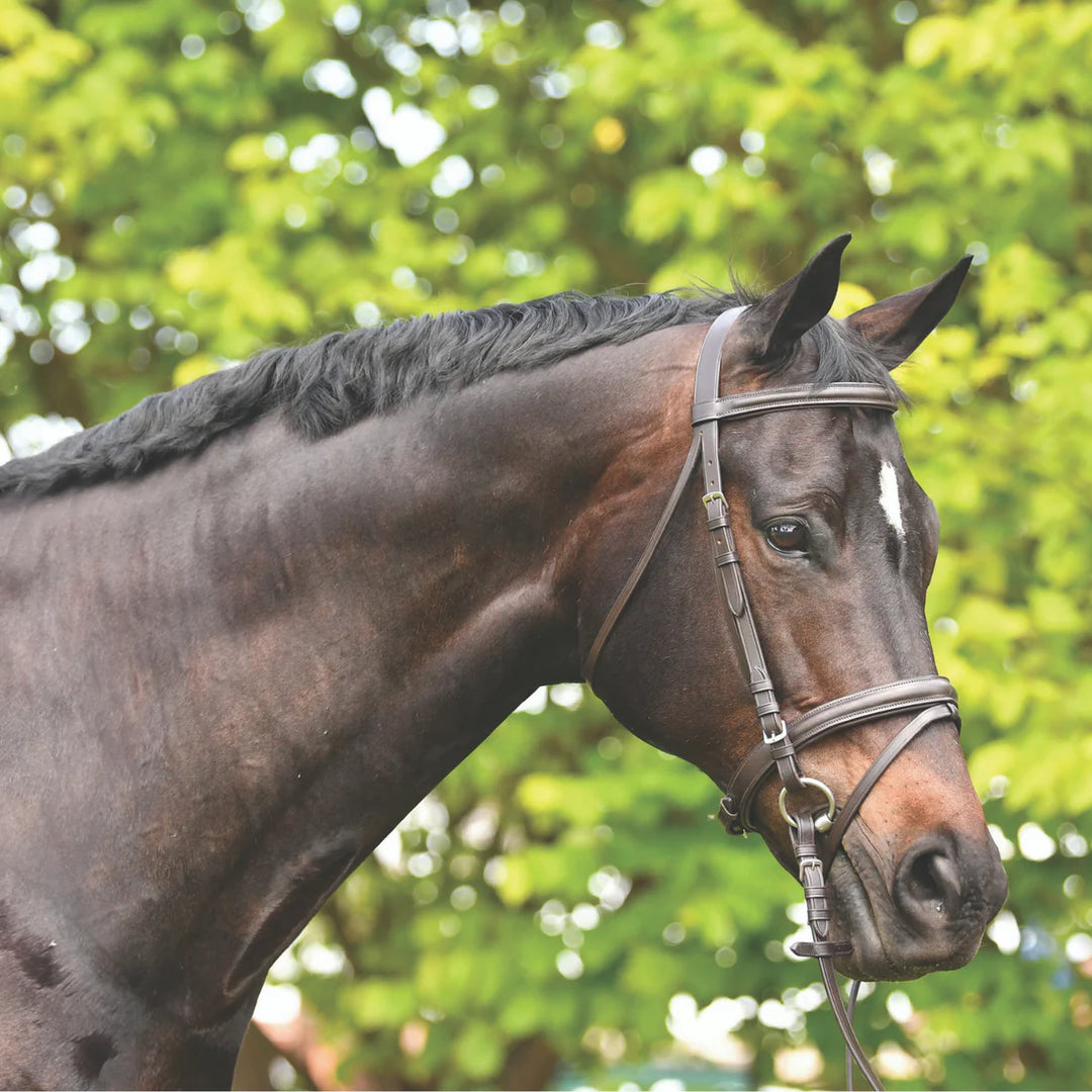 Academy Hanoverian Snaffle Bridle