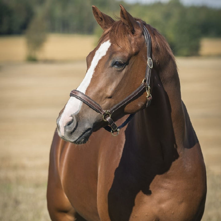 Horze Leather Largo Halter