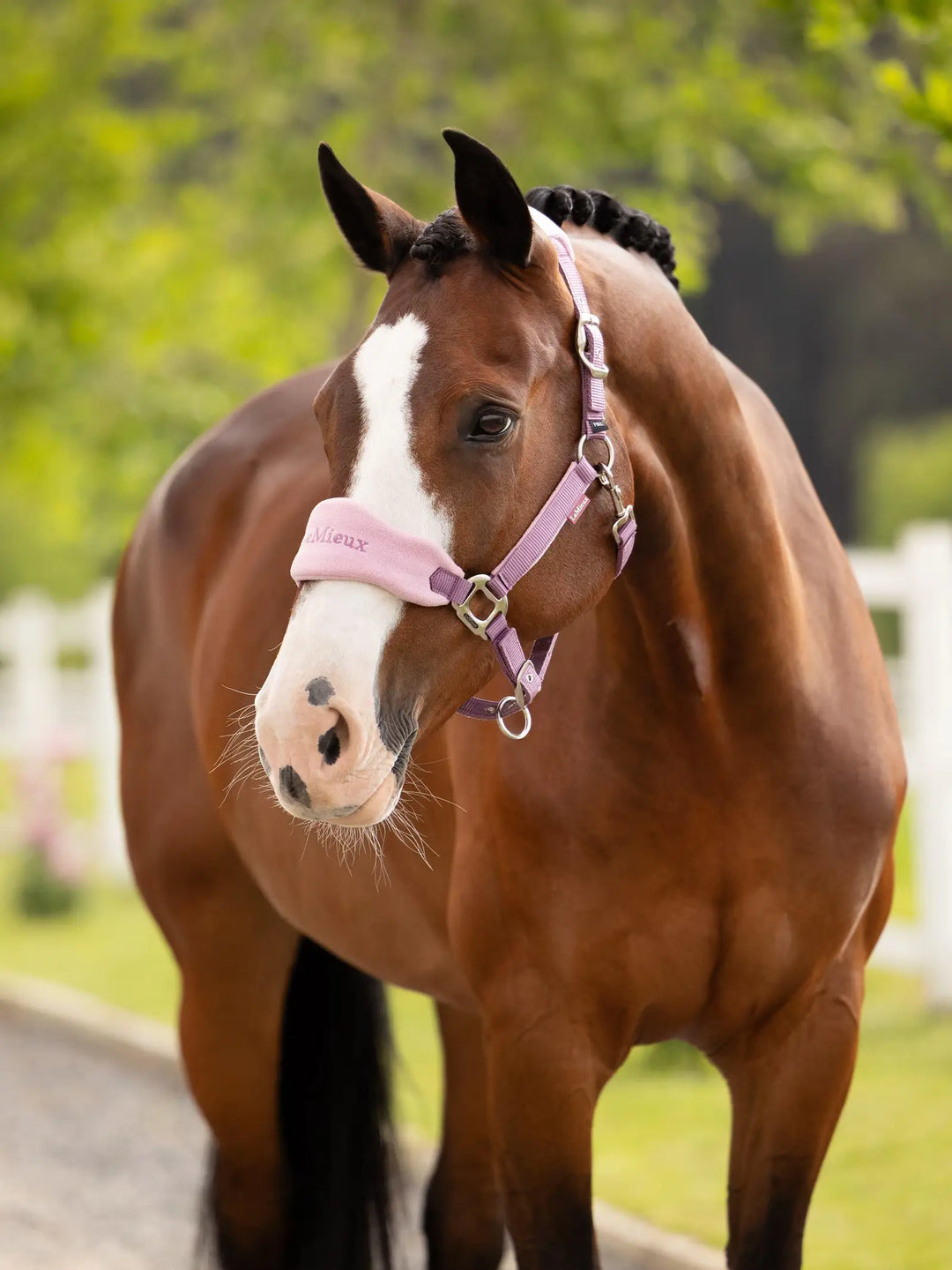 Lemieux Vogue Halter and Lead Set